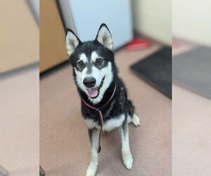 Alaskan Malamute Dogs for adoption in Ogden, UT, USA
