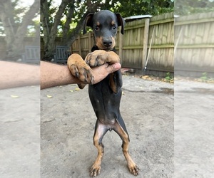 Doberman Pinscher Dog for Adoption in MIAMI, Florida USA