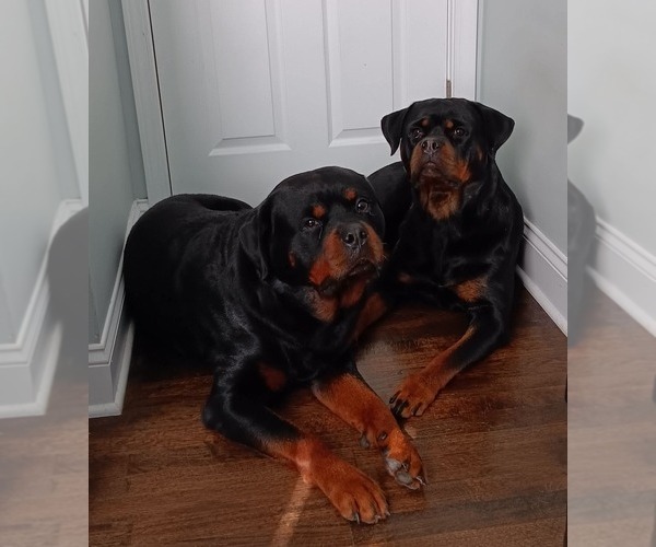 Medium Photo #1 Rottweiler Puppy For Sale in HAMMOND, IN, USA