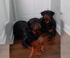 Rottweiler Litter for sale in HAMMOND, IN, USA
