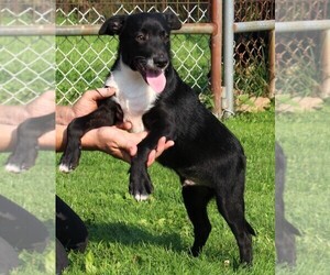Labrador Retriever-Mutt Mix Puppy for sale in FREDERICKSBURG, OH, USA