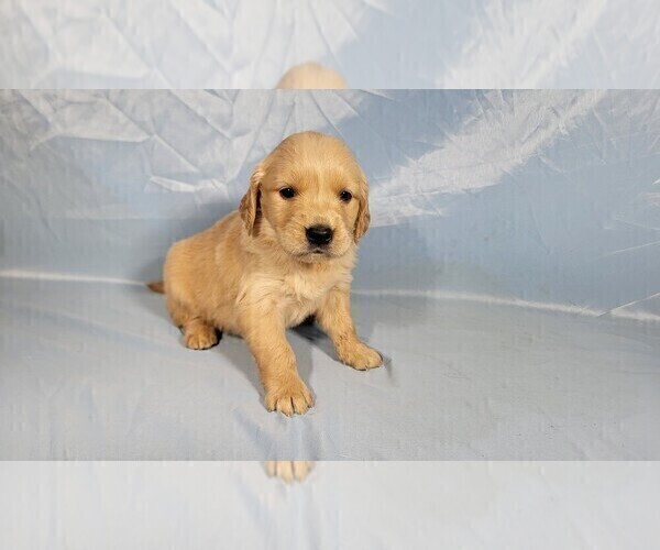 Medium Photo #8 Golden Retriever Puppy For Sale in BLACK FOREST, CO, USA
