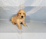 Small #7 Golden Retriever