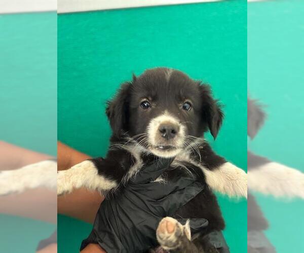 Medium Photo #1 Border Collie-Unknown Mix Puppy For Sale in Visalia, CA, USA