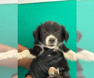 Border Collie-Unknown Mix Dogs for adoption in Visalia, CA, USA