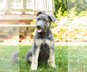 German Shepherd Dog Puppy for sale in GOSHEN, IN, USA