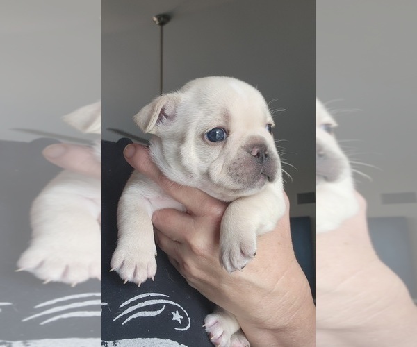 Medium Photo #1 French Bulldog Puppy For Sale in FT MYERS, FL, USA