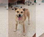 Small #3 Rat Terrier Mix