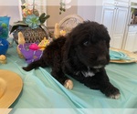 Small Photo #4 Pyredoodle Puppy For Sale in CHANDLER HEIGHTS, AZ, USA