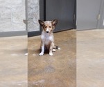 Puppy Simon Shetland Sheepdog