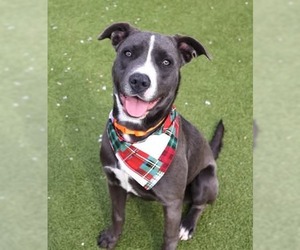 Mutt Dogs for adoption in Rockaway, NJ, USA