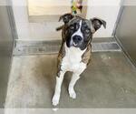 Small Boxer Mix