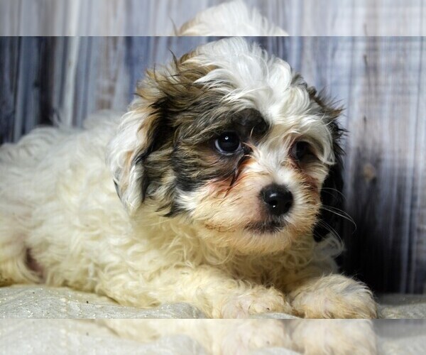 Medium Photo #1 Mal-Shi Puppy For Sale in NILES, MI, USA