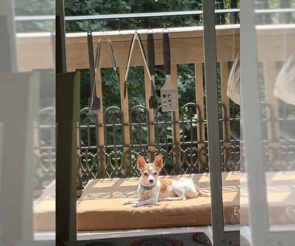 Medium Photo #4 Chihuahua-Unknown Mix Puppy For Sale in Elmsford, NY, USA
