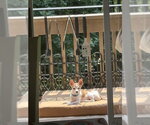 Small #3 Chihuahua Mix