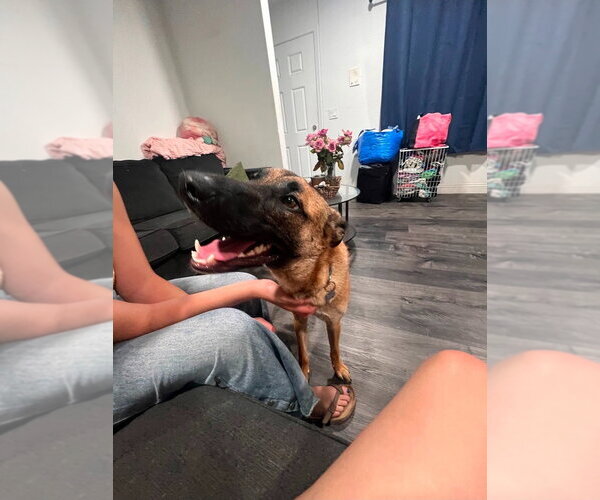 Medium Photo #3 German Shepherd Dog-Unknown Mix Puppy For Sale in Lake Forest, CA, USA
