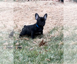 French Bulldog Puppy for sale in LINTHICUM HEIGHTS, MD, USA