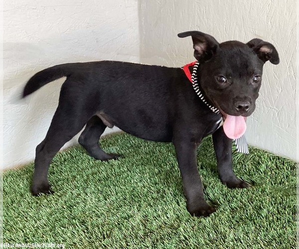 Medium Photo #4 American Staffordshire Terrier-Unknown Mix Puppy For Sale in San Diego, CA, USA