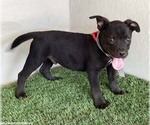 Small #3 American Staffordshire Terrier Mix