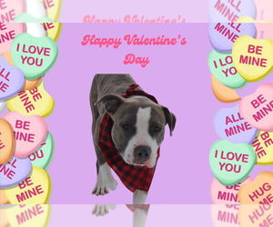 Chubbs - Male Mutt Dog for Adoption - Photo #5