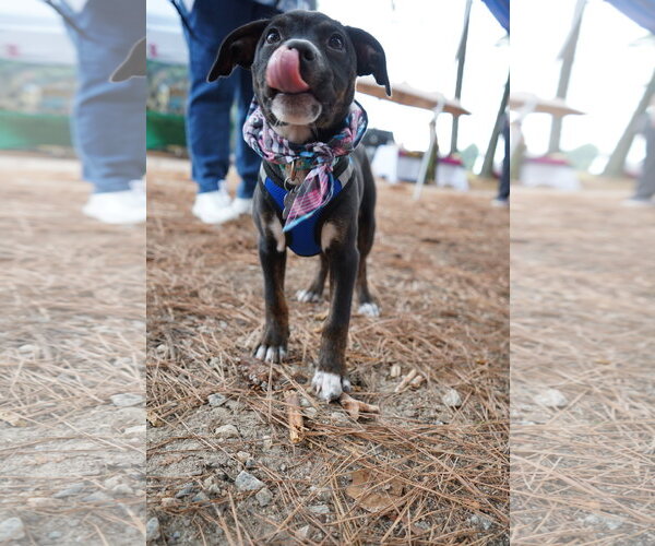 Medium Photo #2 American Staffordshire Terrier-Unknown Mix Puppy For Sale in Holly Springs, NC, USA