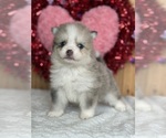 Puppy Swirl Pomsky