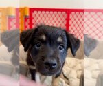 Small #3 Colonial Cocker Spaniel Mix