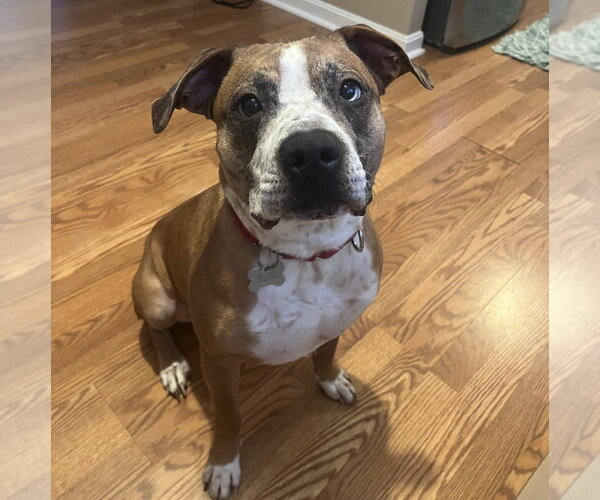 Medium Photo #16 Boxer-Unknown Mix Puppy For Sale in Boston, MA, USA