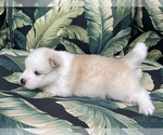 Small Photo #14 Pomsky-Siberian Husky Mix Puppy For Sale in WINDERMERE, FL, USA