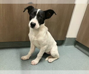 Borador Dogs for adoption in Baytown, TX, USA
