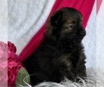 Small #1 Pomeranian