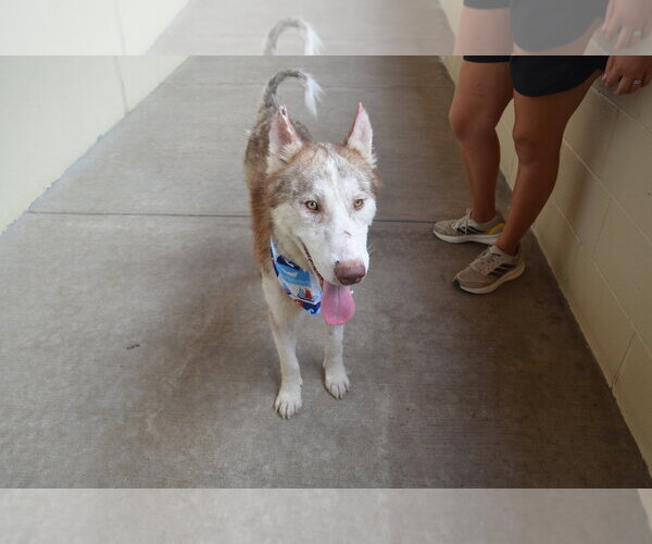 Medium Photo #3 Siberian Husky-Unknown Mix Puppy For Sale in McKinney, TX, USA