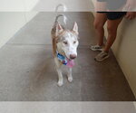 Small #2 Siberian Husky Mix