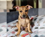 Small Beagle Mix