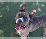 Small #3 American French Bull Terrier
