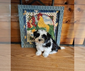 Morkie Puppy for sale in BELDING, MI, USA