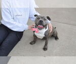 Small #2 American Pit Bull Terrier Mix
