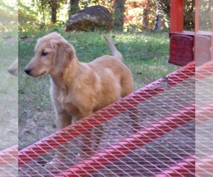 Golden Retriever Puppy for sale in MURPHY, NC, USA