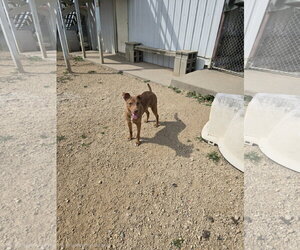 Mountain Cur-Vizsla Mix Dogs for adoption in Maquoketa, IA, USA
