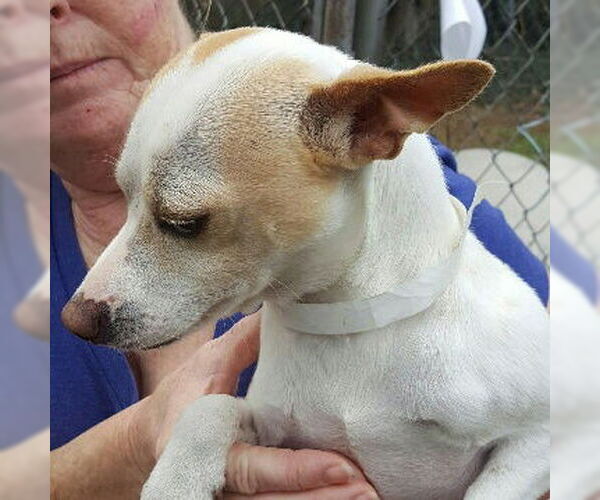 Medium Photo #3 Jack Chi Puppy For Sale in Missouri City, TX, USA