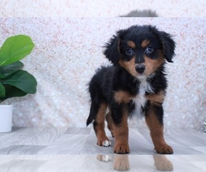 Aussie-Poo Puppy for sale in MARIETTA, GA, USA