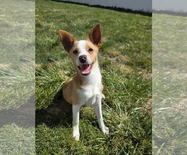 Medium Photo #8 Collie-Unknown Mix Puppy For Sale in Sandy, UT, USA
