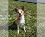 Small #7 Collie Mix