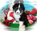 Small Photo #1 Australian Shepherd Puppy For Sale in HAMMOND, IN, USA