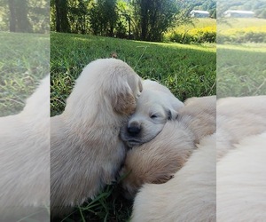 Golden Retriever Puppy for Sale in COOKEVILLE, Tennessee USA