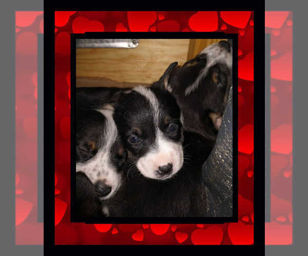 Medium Photo #18 Cowboy Corgi Puppy For Sale in GALLEGOS, NM, USA