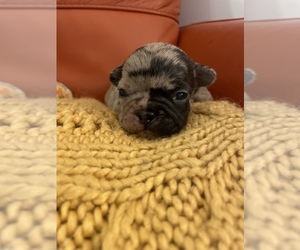 French Bulldog Puppy for sale in VIRGINIA BCH, VA, USA