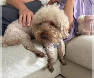 Lucky (GA) - Male Poodle (Miniature) Dog for Adoption - Photo #4