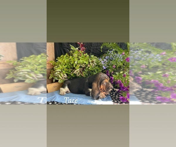 Medium Photo #1 Basset Hound Puppy For Sale in COLUMBIA CROSS ROADS, PA, USA