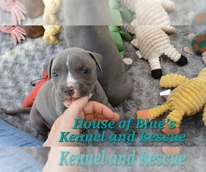 American Pit Bull Terrier Puppy for sale in DELAWARE, OH, USA